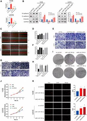 Corrigendum: miR-766-3p targeting BCL9L suppressed tumorigenesis, epithelial-mesenchymal transition, and metastasis through the β-catenin signaling pathway in osteosarcoma cells